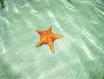 Starfish beach AT Bocas del Toro.