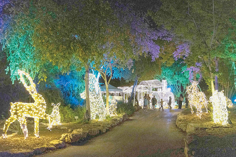 Jerusalem's Botanical Gardens lit up for winter festival