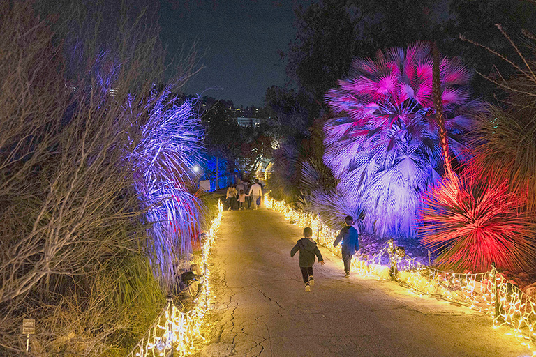 Jerusalem's Botanical Gardens lit up for winter festival