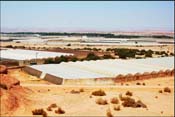   Greenhouses in the desert are fulfilling Ben-Gurion's vision of a flourishing Negev desert and also providing 60 percent of Israel's agricultural exports to Europe.
 