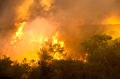 Moran Ma'ayan/JiniPix/Israel Sun photo 02-12-2010. Deadliest fire known in Israel: Firefighters battle a large blaze in the Carmel Forest near Haifa. Thousands of northern Israel residents evacuated from homes as massive fire rages on. Prison guards who came to the rescue of the prisoners paid with their lives: 40 Prison Service cadets were making their way to Damon Prison were burned alive when their bus lost control.