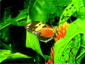Butterflies are plentiful at Gamboa.