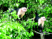 Monkeys residing in the protected habitat of Gatun Lake.