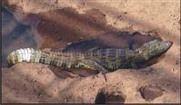 A cayman - a common resident of the Iguazu Falls area.
